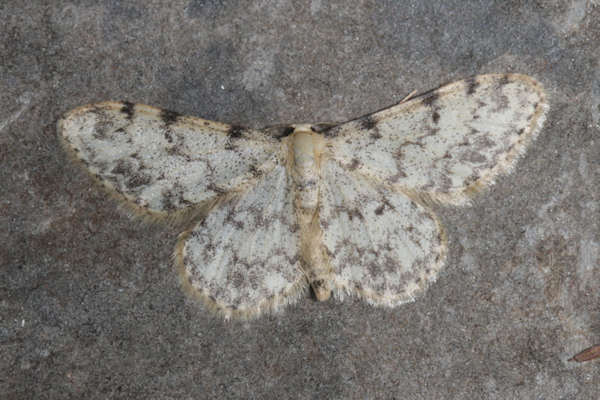 Idaea contiguaria: Bild 6