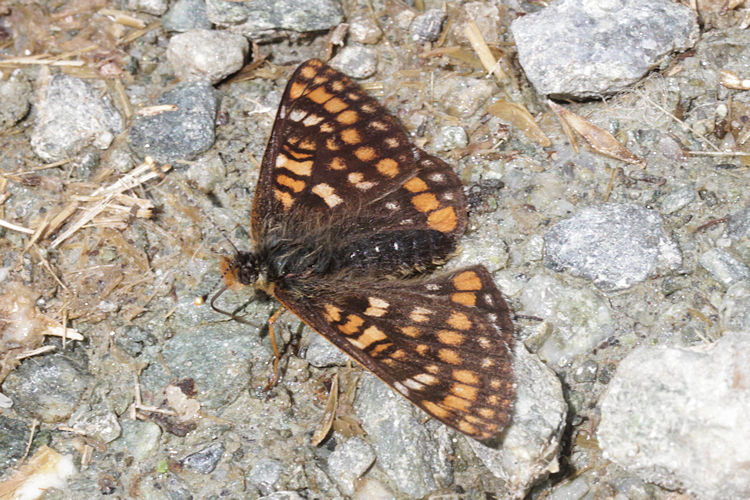 Euphydryas intermedia: Bild 12