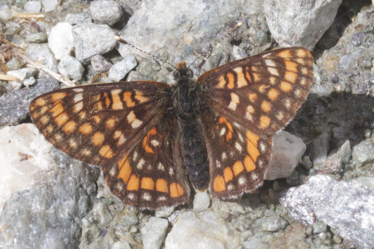 Euphydryas intermedia: Bild 14