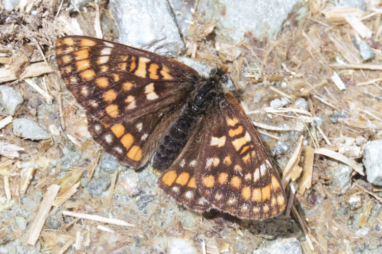 Euphydryas intermedia: Bild 15