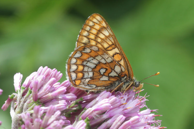 Euphydryas intermedia: Bild 20