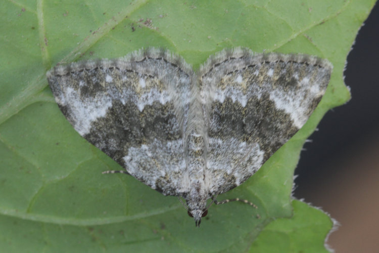 Coenotephria tophaceata: Bild 11