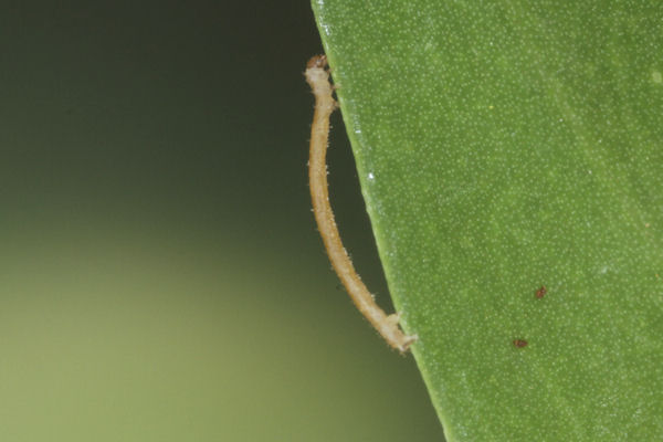 Eupithecia vulgata: Bild 7