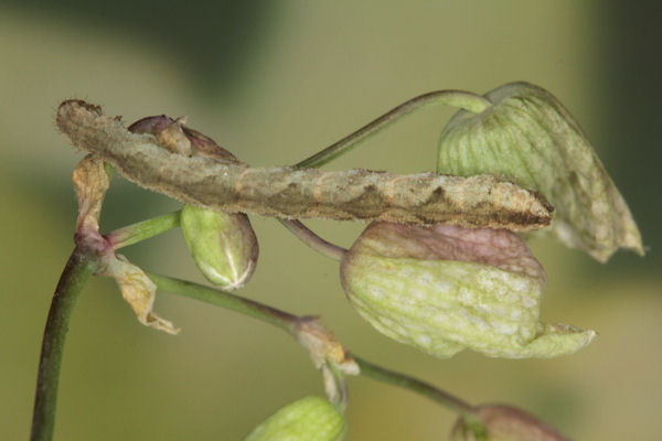 Eupithecia vulgata: Bild 52