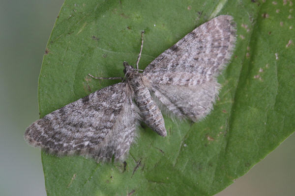 Eupithecia satyrata: Bild 18