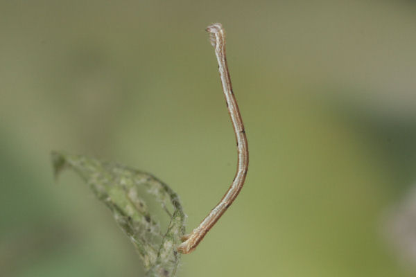 Scopula subpunctaria: Bild 11