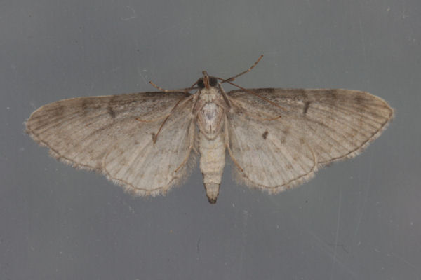 Eupithecia denotata: Bild 10