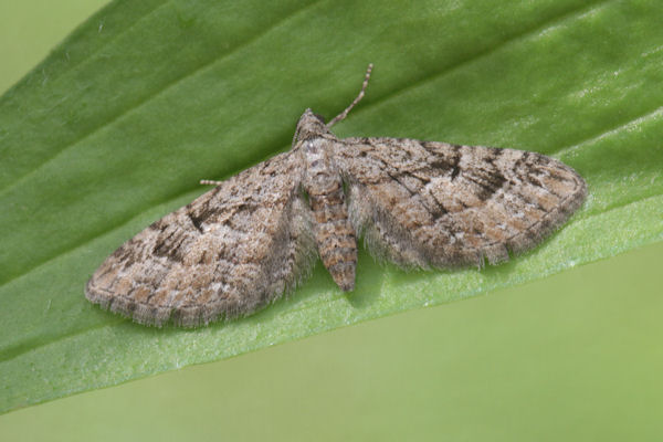 Eupithecia pusillata: Bild 26