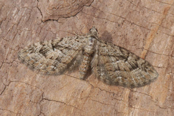 Eupithecia pusillata: Bild 27