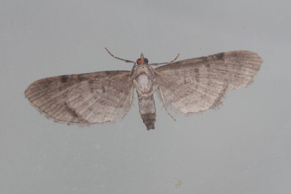 Eupithecia absinthiata: Bild 18