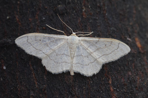 Idaea aversata: Bild 16