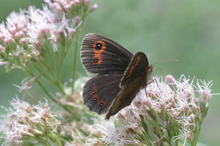 Erebia aethiops rubria: Bild 7