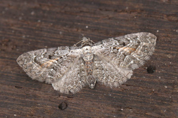 Eupithecia icterata: Bild 24