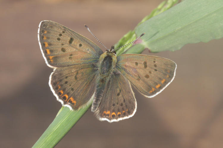 Lycaena tityrus locarnensis: Bild 4