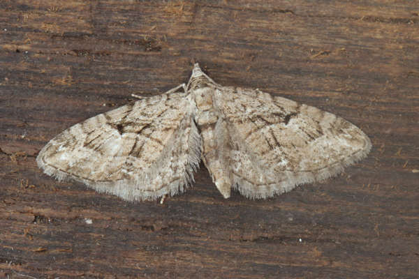 Eupithecia pusillata: Bild 29