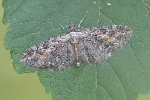 Eupithecia icterata: Bild 26