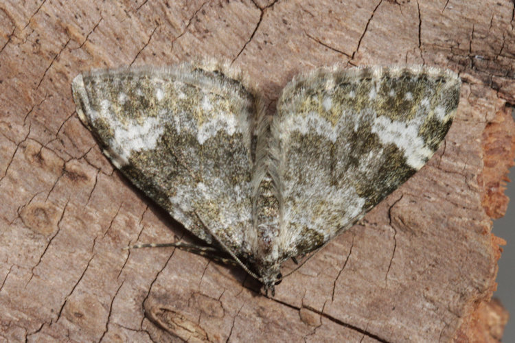 Coenotephria tophaceata: Bild 15