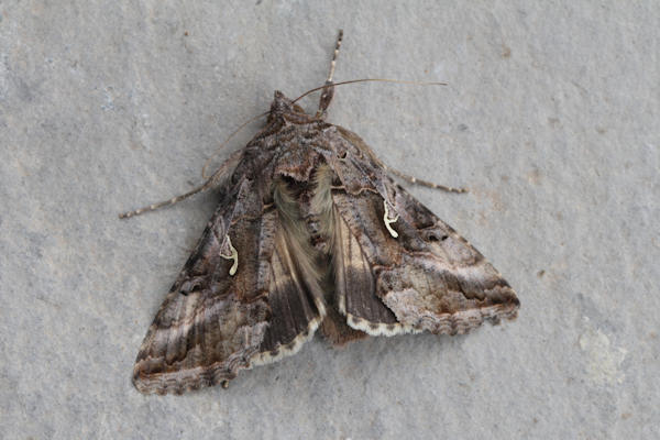 Autographa gamma: Bild 6