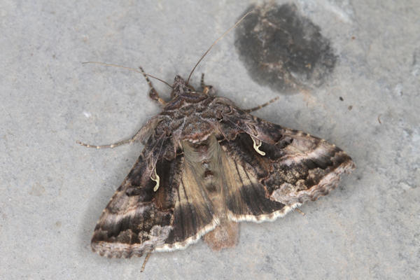 Autographa gamma: Bild 7