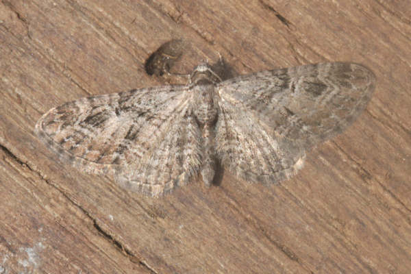 Eupithecia pusillata: Bild 9