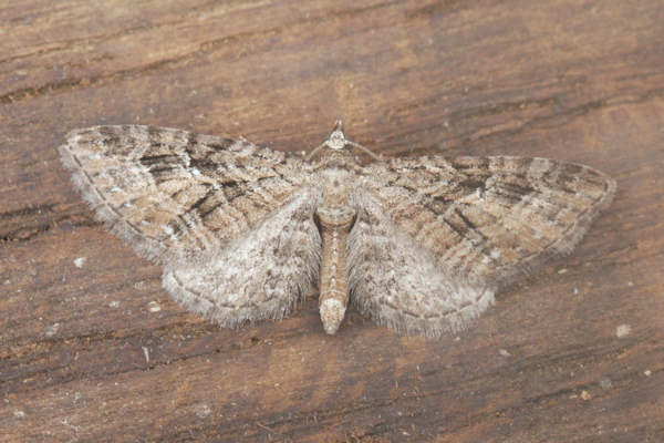 Eupithecia pusillata: Bild 30