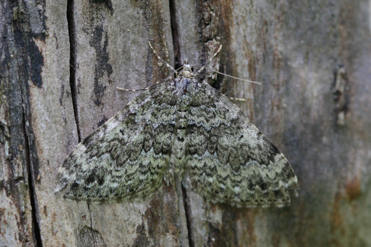 Colostygia kollariaria: Bild 4