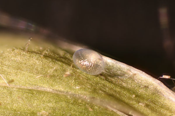 Eupithecia pygmaeata: Bild 1