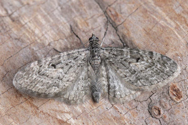 Eupithecia lariciata: Bild 17