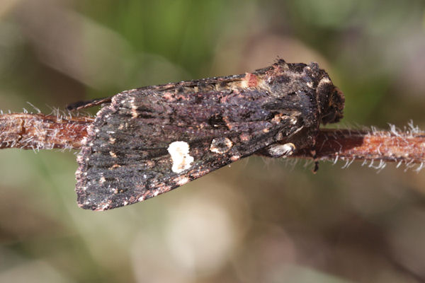 Melanchra persicariae: Bild 3