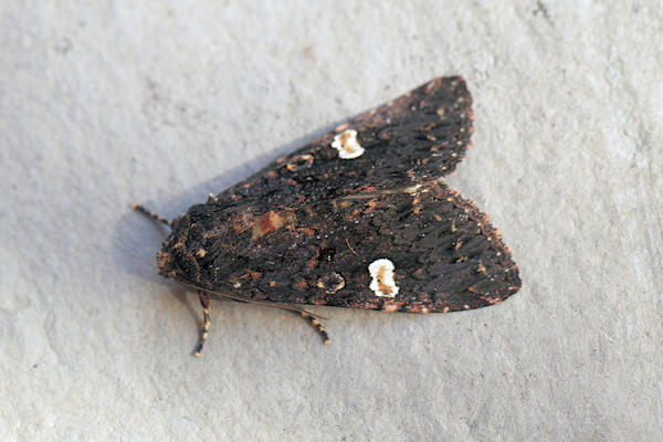 Melanchra persicariae: Bild 6