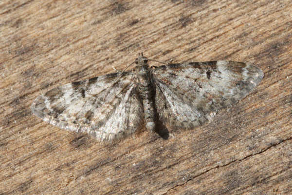 Eupithecia irriguata: Bild 9