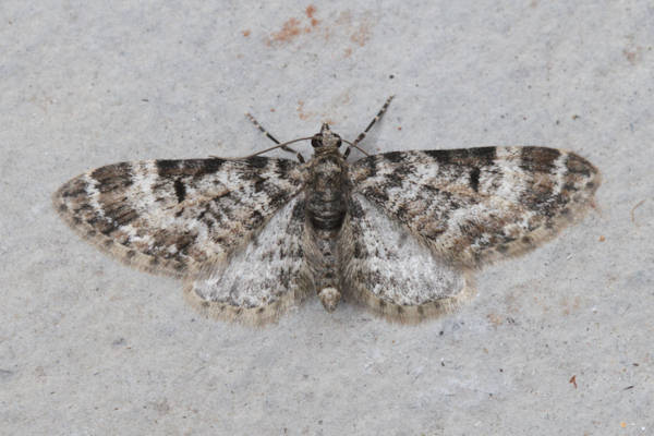 Eupithecia irriguata: Bild 14