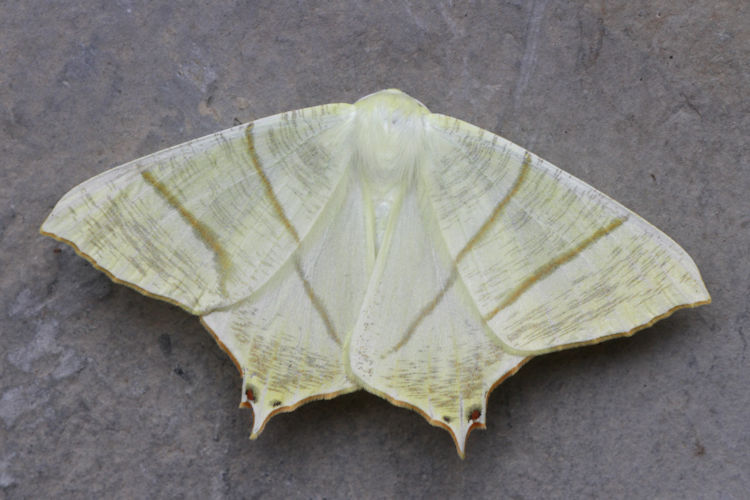 Ourapteryx sambucaria: Bild 6