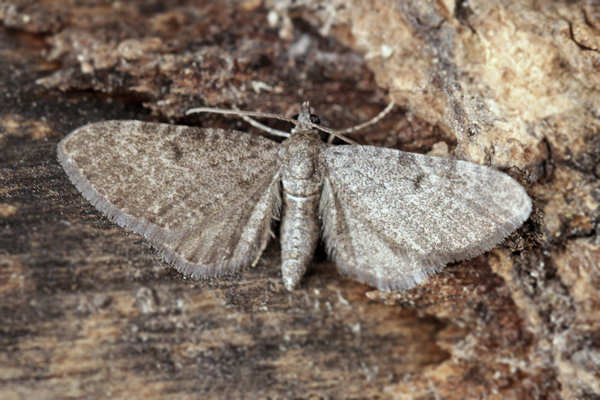 Eupithecia thalictrata: Bild 1