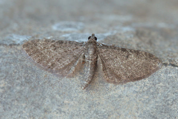 Eupithecia thalictrata: Bild 5