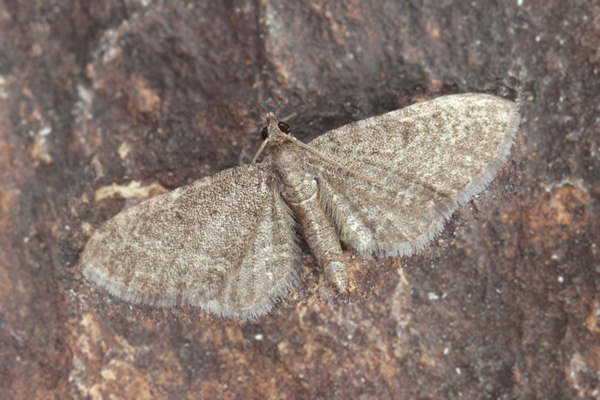 Eupithecia thalictrata: Bild 9