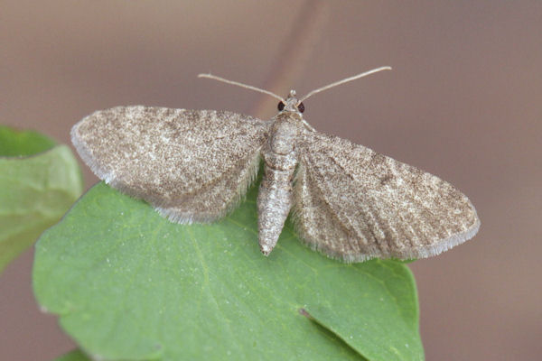 Eupithecia thalictrata: Bild 10