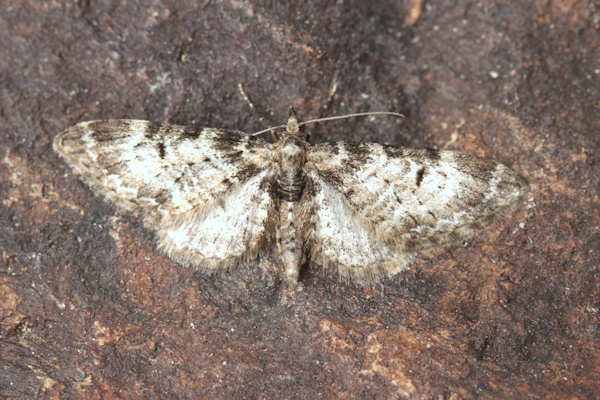 Eupithecia irriguata: Bild 17