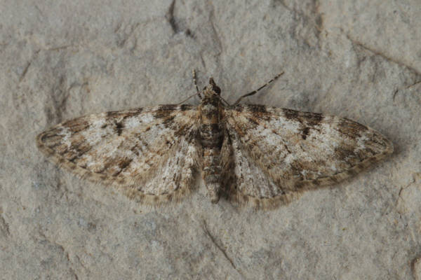 Eupithecia irriguata: Bild 19