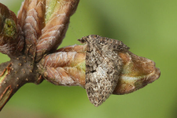 Eupithecia dodoneata: Bild 39