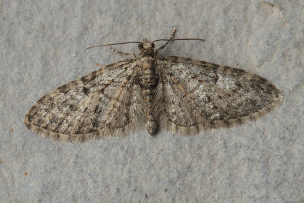 Eupithecia dodoneata: Bild 4