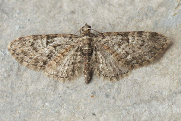 Eupithecia dodoneata: Bild 5