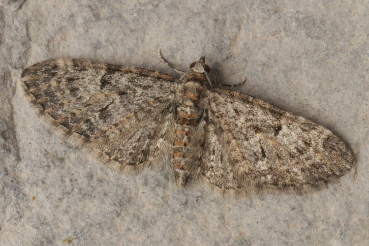 Eupithecia dodoneata: Bild 40