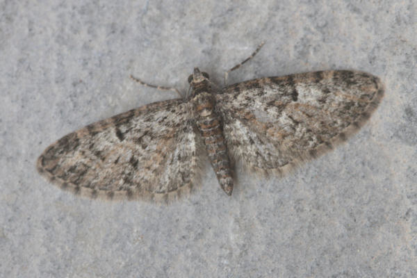 Eupithecia dodoneata: Bild 6