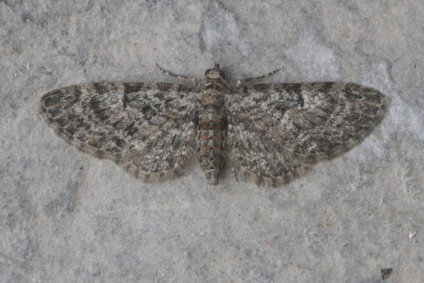 Eupithecia dodoneata: Bild 41