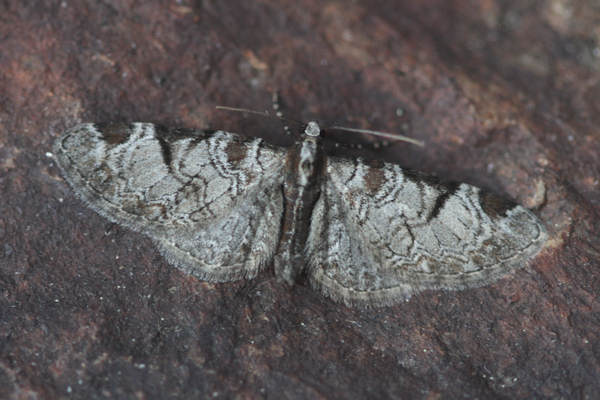 Eupithecia insigniata: Bild 15