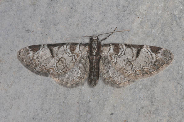 Eupithecia insigniata: Bild 17