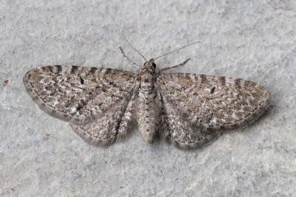 Eupithecia satyrata: Bild 19