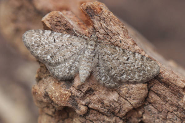 Eupithecia satyrata: Bild 20