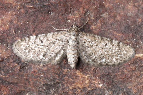 Eupithecia satyrata: Bild 22